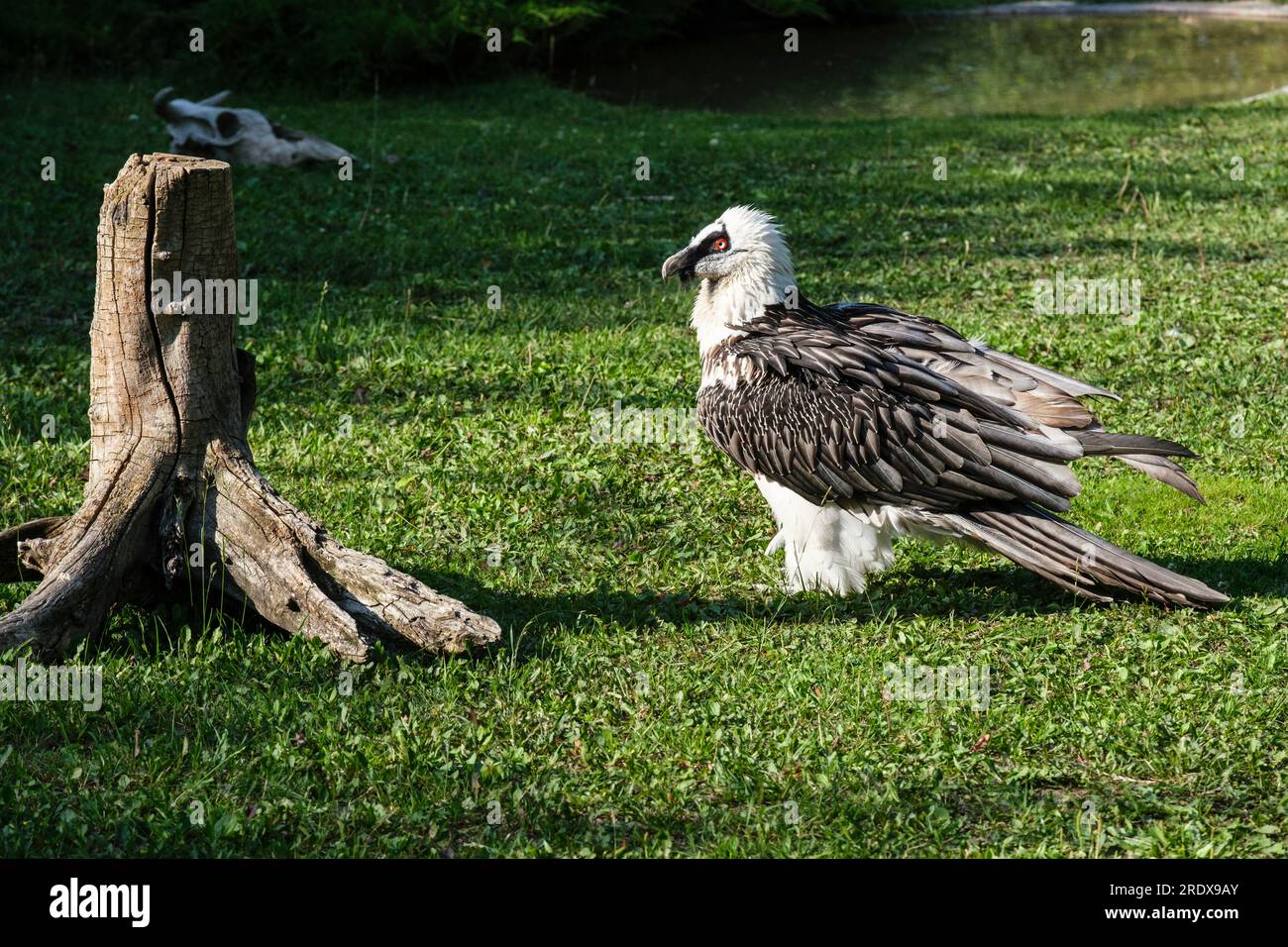 Kasachstan, Almaty. Die Sunkar Falcon Center Show Demonstriert Bärtiges Geierverhalten. Stockfoto