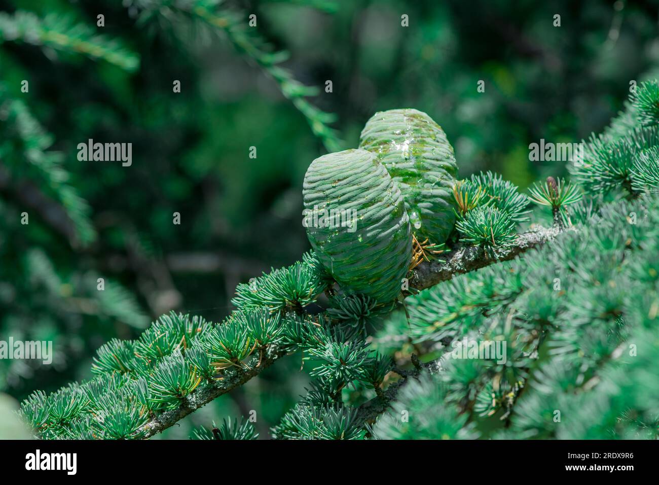 Schöner natürlicher Hintergrund im Sommergarten Stockfoto