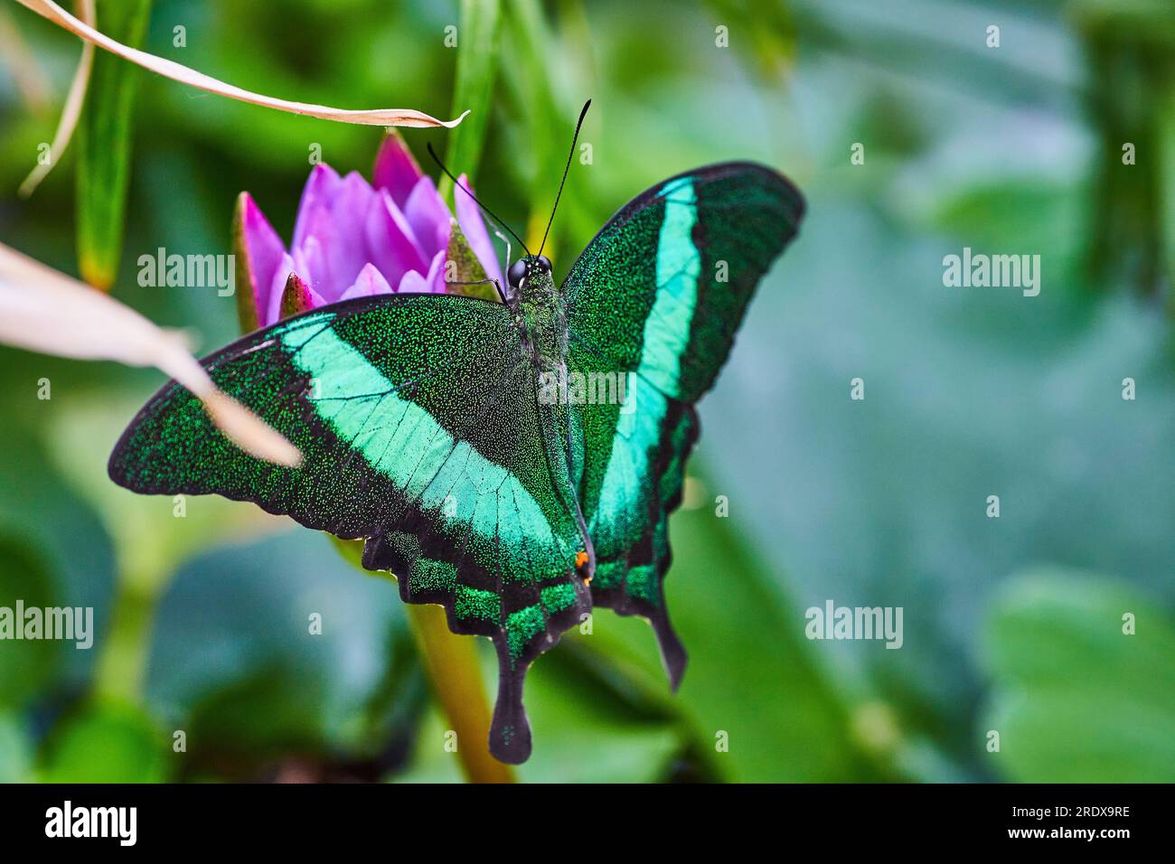 Smaragdschwalbenschwanz-Schmetterling auf violetter Blume mit grünem und blauem Hintergrund Stockfoto