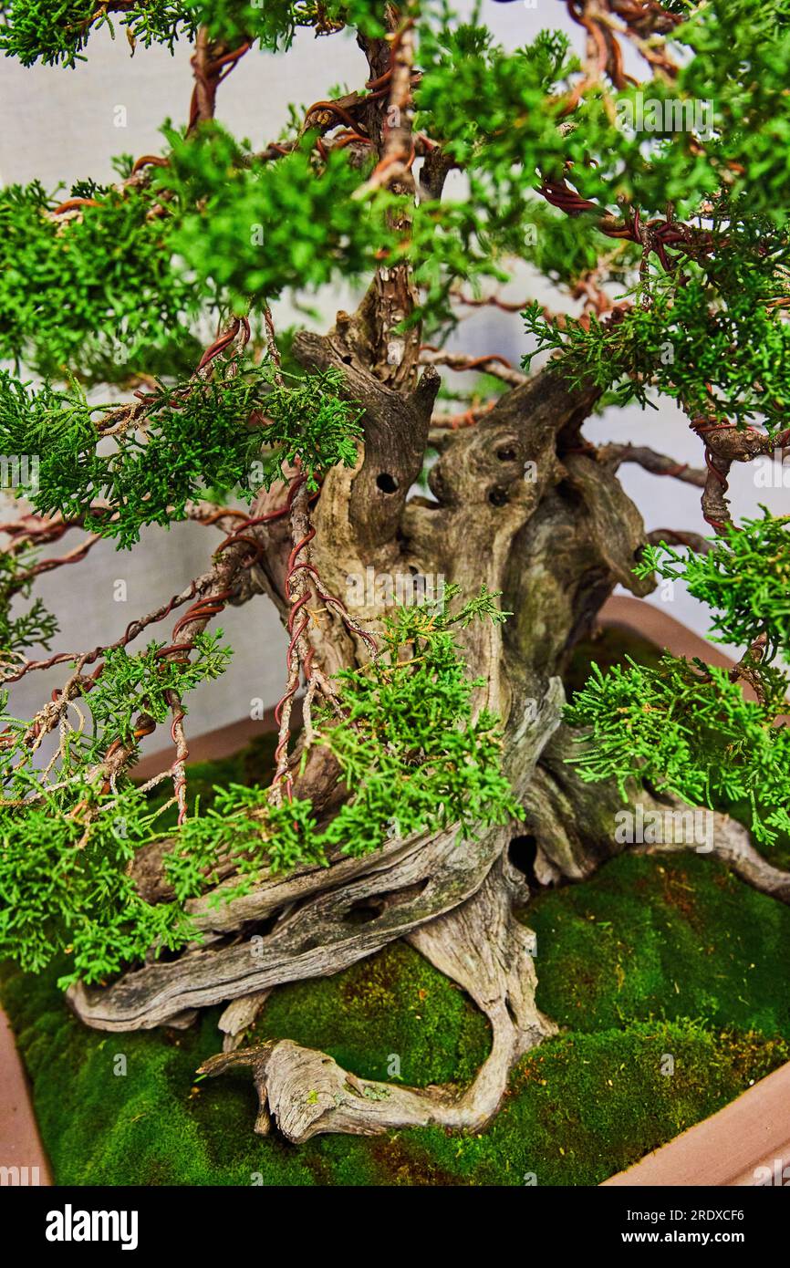 fukien bonsai Fukien Tea Bonsai Tree