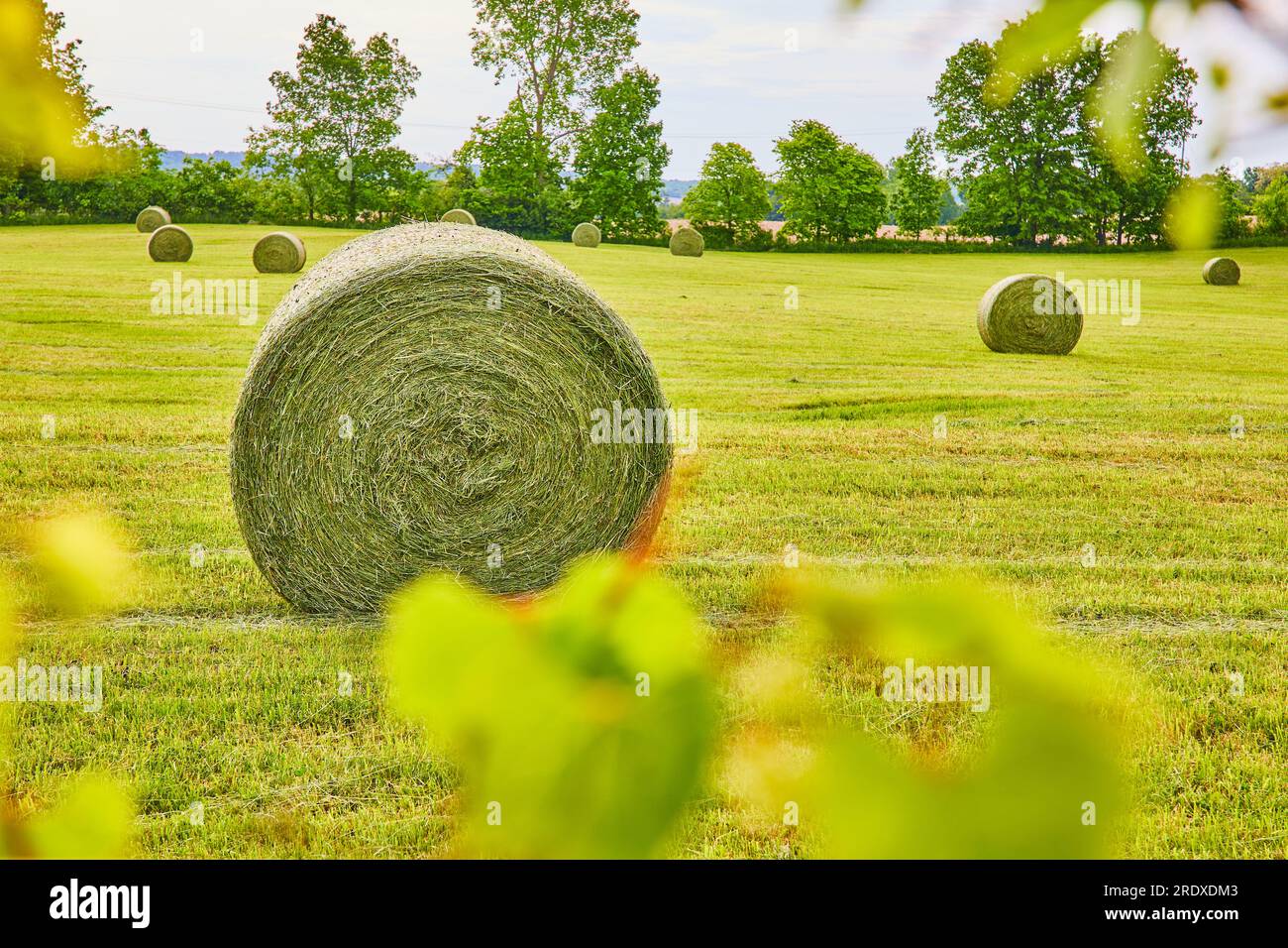 Reben in großen Heuballen auf großem Feld mit weit entfernten Bäumen Stockfoto