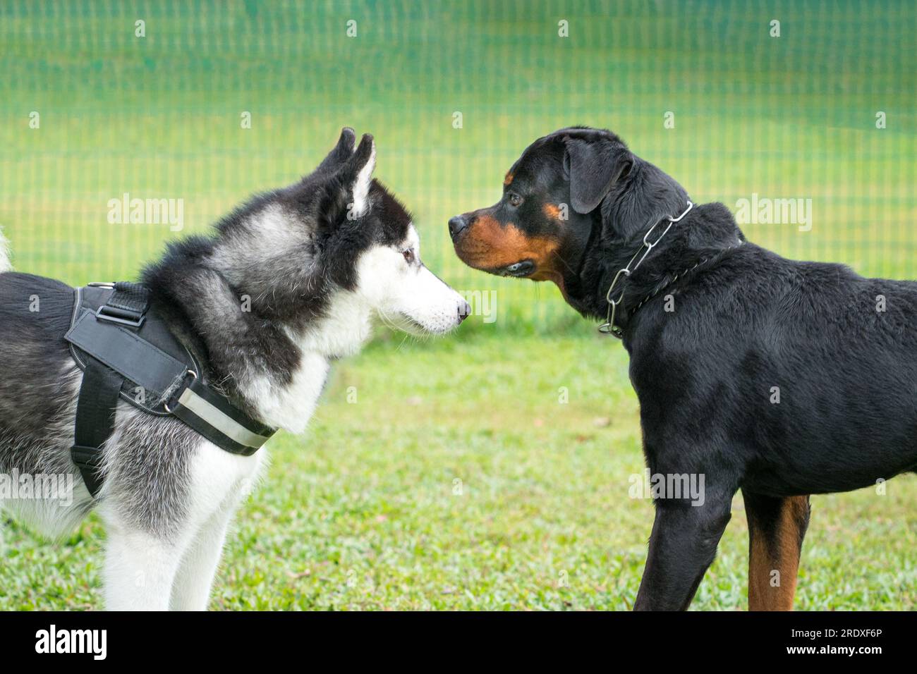 Zwei Großhunde, Sibirischer Husky und Rottweiler, die sich im Park gegenüberstehen. Seitenansicht. Stockfoto