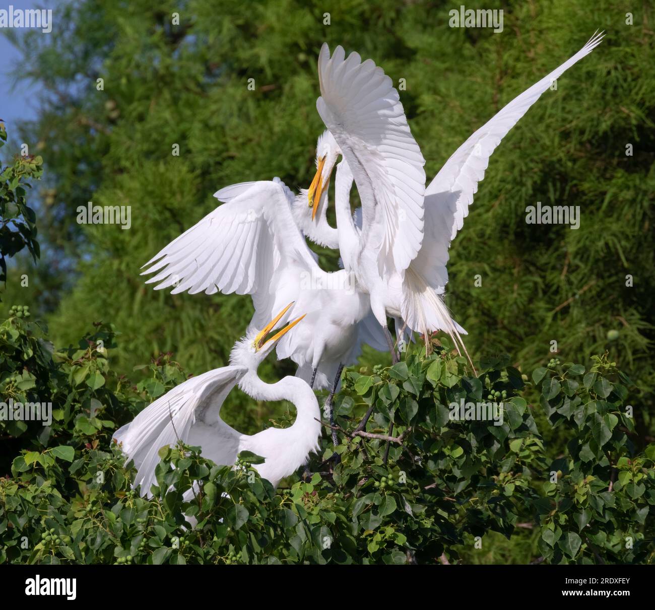Große Egret (Ardea alba) füttert Fledglings Stockfoto