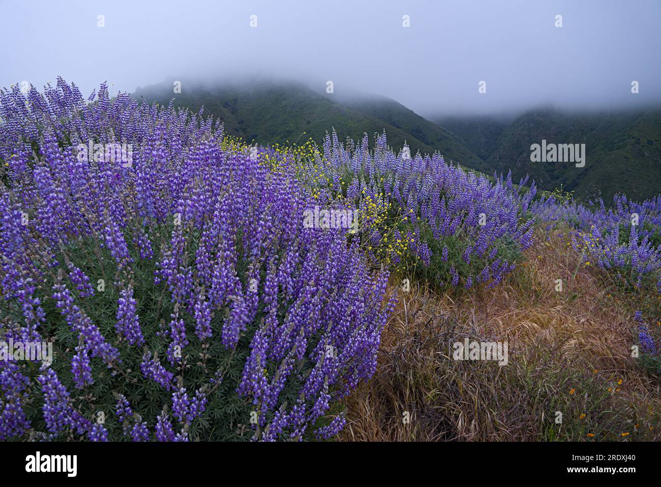 Violette Lupinenblumen auf der Hügelseite an einem nebligen Morgen im Garrapata State Park, Kalifornien Stockfoto