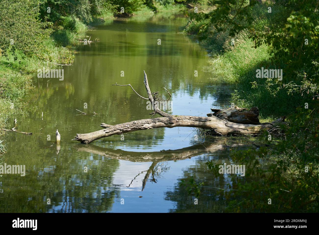 Naturlandschaft und umgestürzter Baum am Adolf Mittag See, einem ehemaligen Nebenfluss der Elbe in Magdeburg Stockfoto