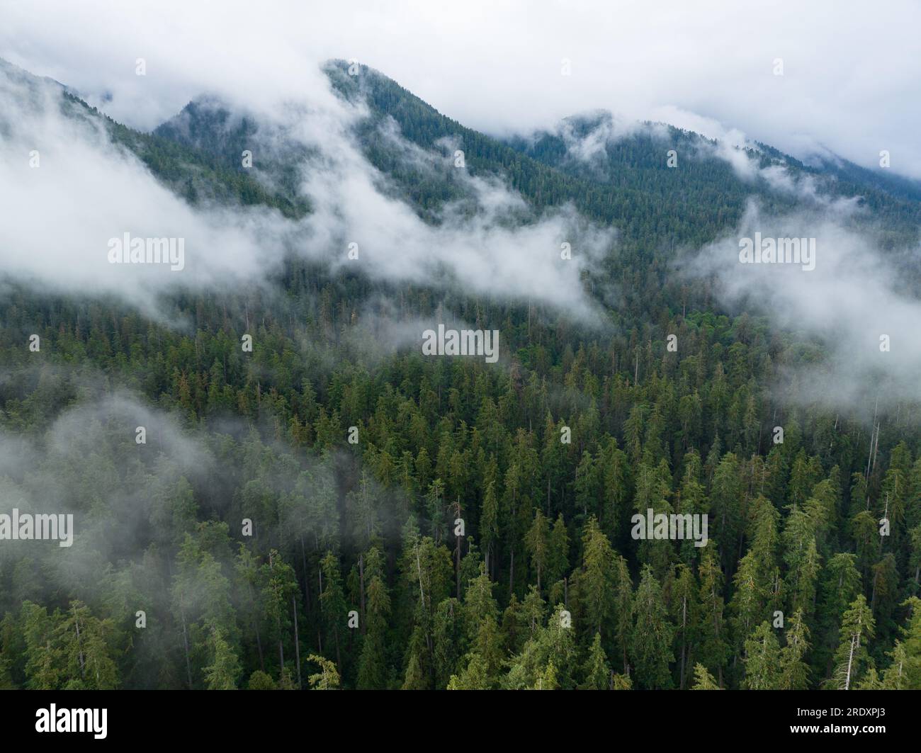 Wolken ziehen durch die zerklüftete, bewaldete Landschaft im Olympic-Nationalpark. Diese Bergregion im Westen Washingtons ist einfach wunderschön. Stockfoto