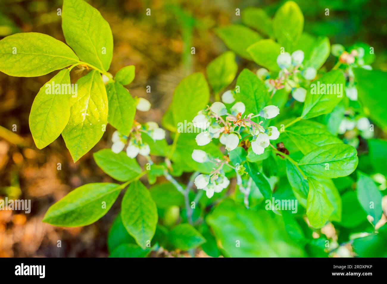 Blaubeerbusch blüht mit weißer Blütennaht. Blaubeerplantage Stockfoto