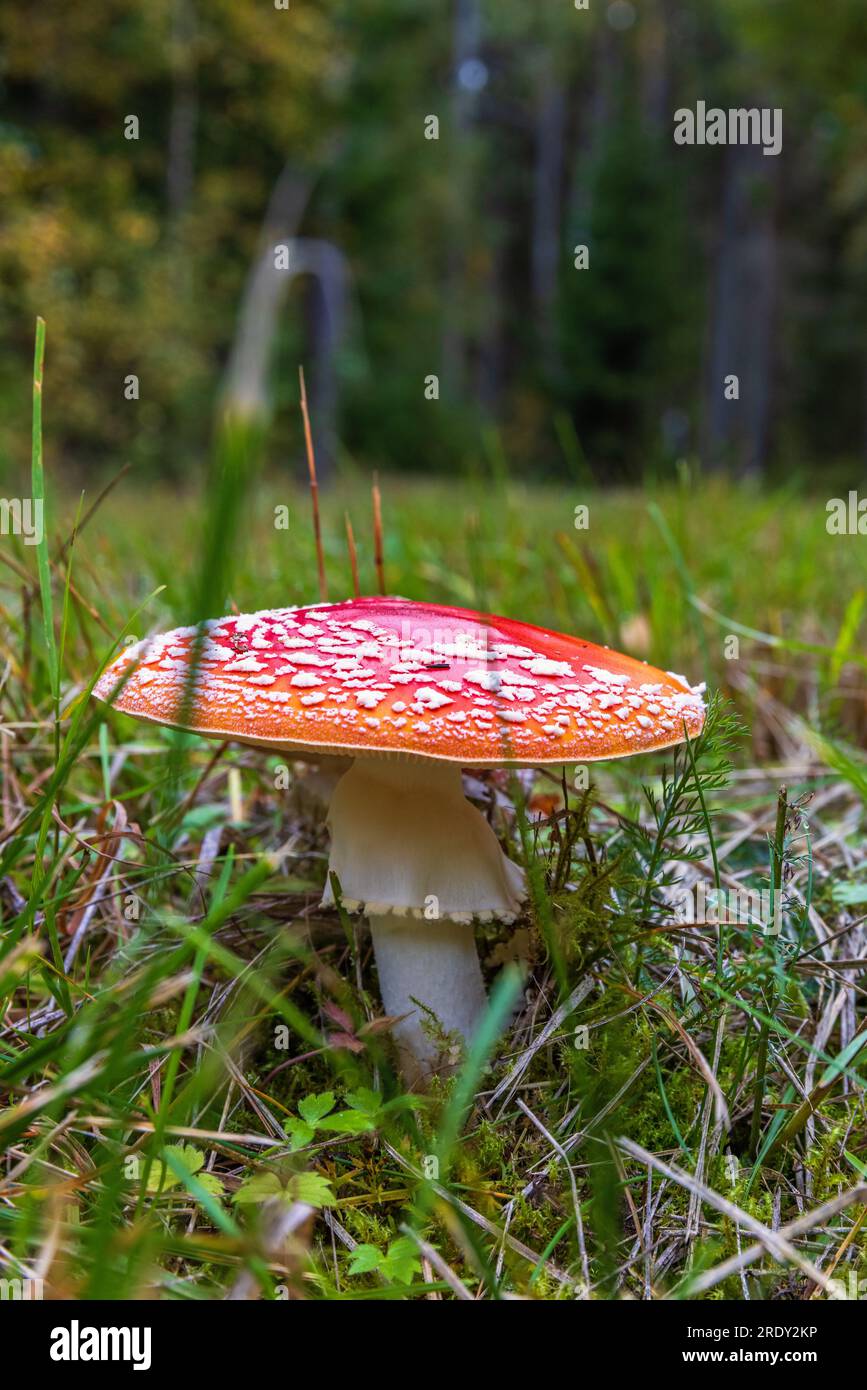 Agarpilze der roten Fliege auf dem Boden Stockfoto