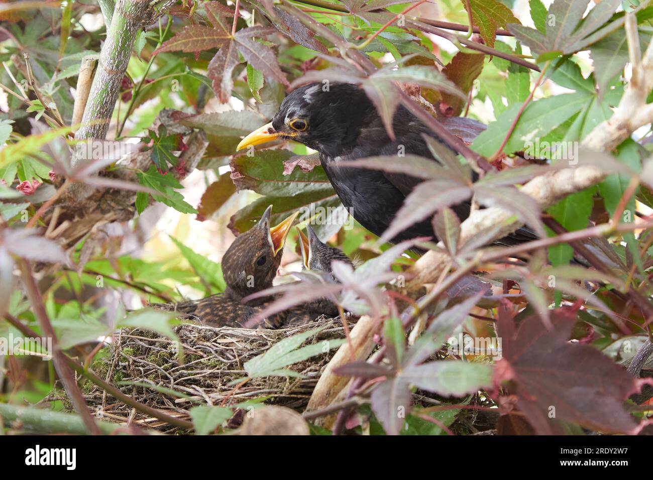 starling Nest mit zwei Küken in einem Ahornbaum, männlicher Vogel, der die Küken füttert Stockfoto