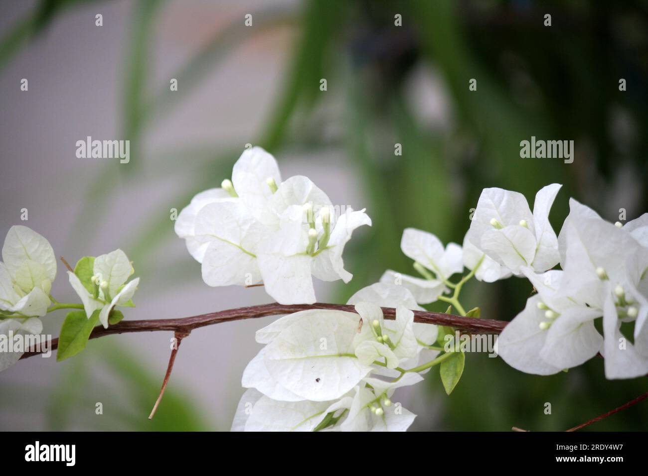 Bougainvillea "Miss Alice" (Bougainvillea glabra) Kultivar mit weißen Armbändern: (Pix Sanjiv Shukla) Stockfoto