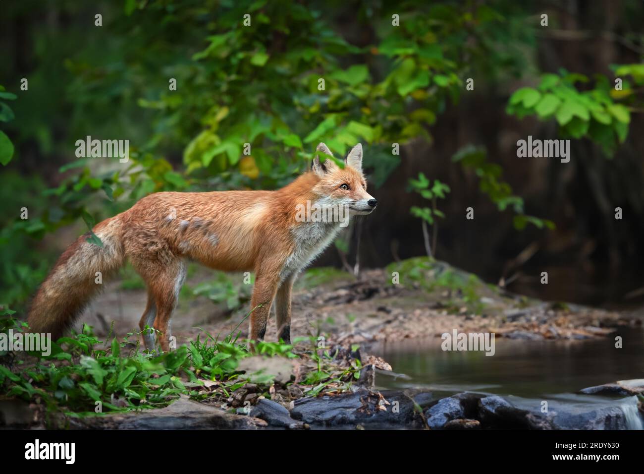 Nahe Wanderungen erwachsener Rotfuchse entlang des Ufers eines Waldflusses in einer natürlichen Umgebung Stockfoto