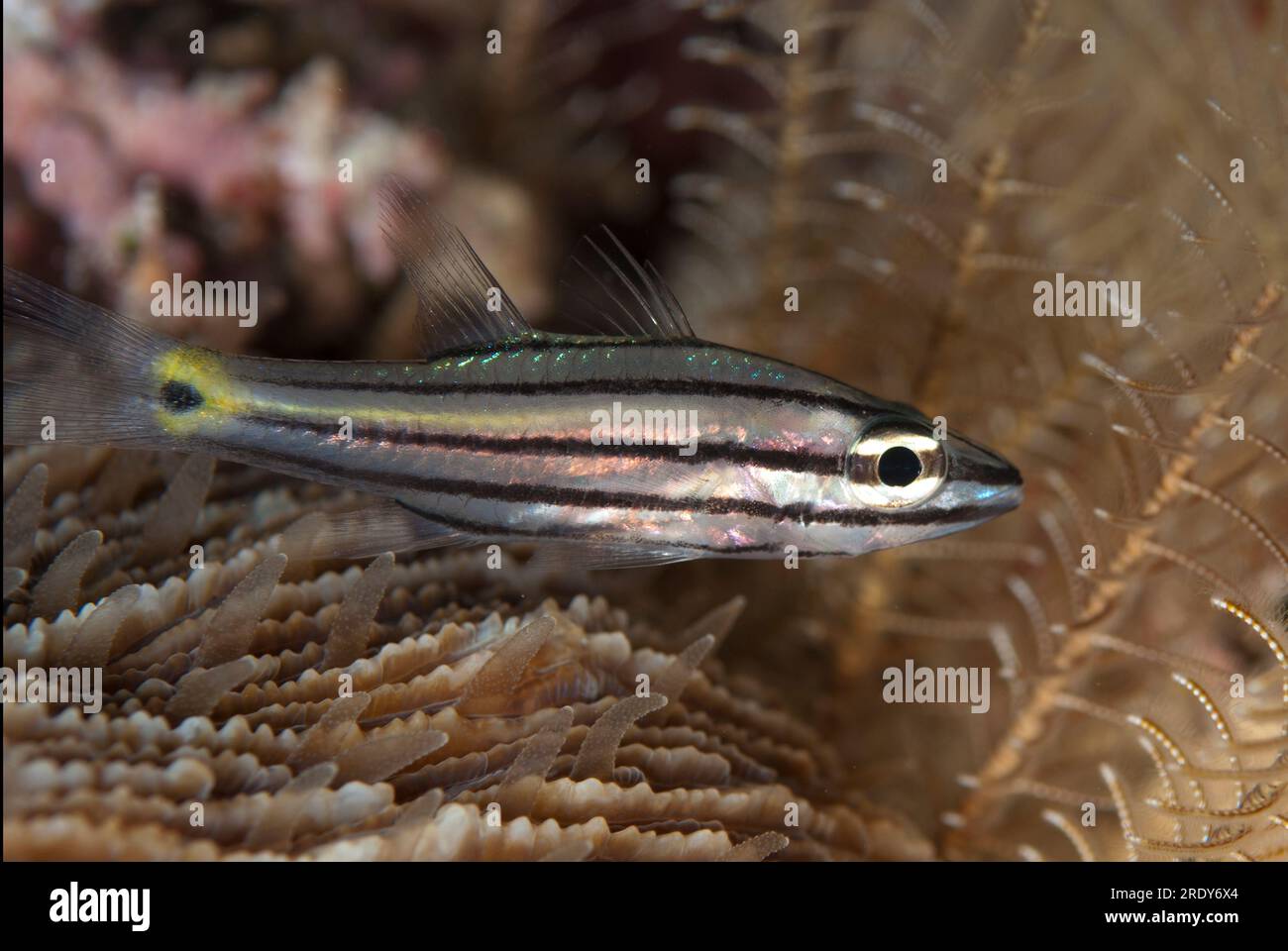 Kardinalfisch, Cheilodipterus quinquelineatus, Tauchplatz Kalig, Insel Fiabacet, Raja Ampat, West Papua, Indonesien Stockfoto