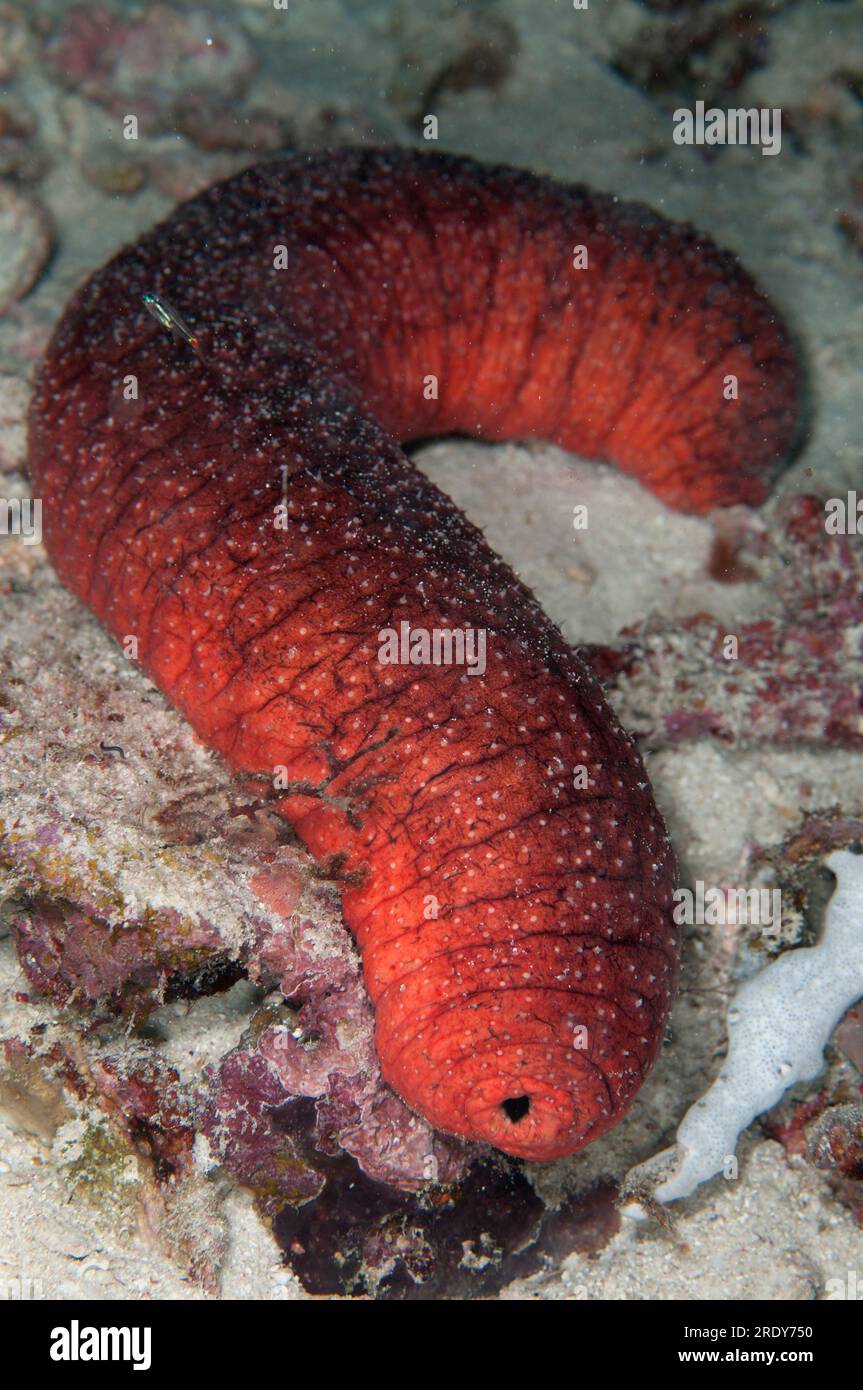 Essbare Seegurke, Holothuria edulis, Nachttauchen, Kalig-Tauchplatz, Fiabacet Island, Raja Ampat, West Papua, Indonesien Stockfoto