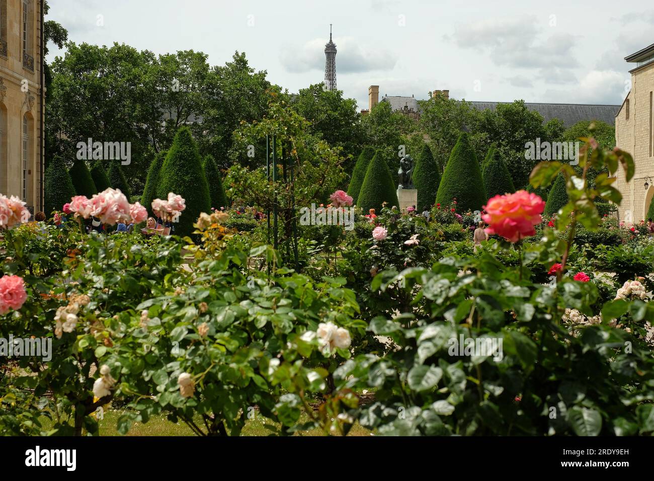 Blühende Rosen, grüne, konisch getrimmte Bäume umrahmen den Denker im Musée Rodin, während der Eiffelturm im Hintergrund auftaucht Stockfoto