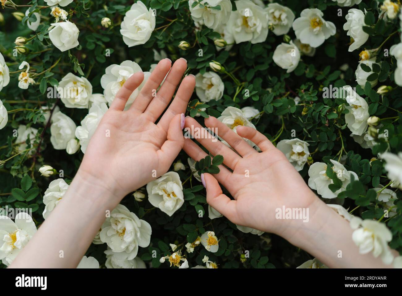 Hände einer Frau auf weißen Blumen, die im Busch blühen Stockfoto