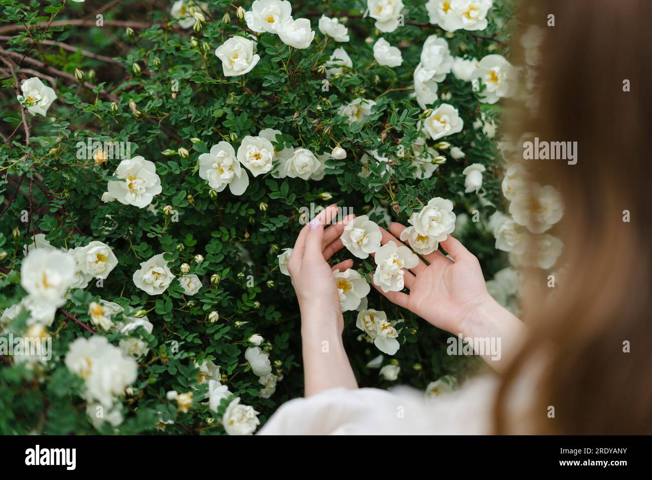 Abgeschnittenes Bild einer Frau, die weiße Blumen berührt, die im Busch blühen Stockfoto