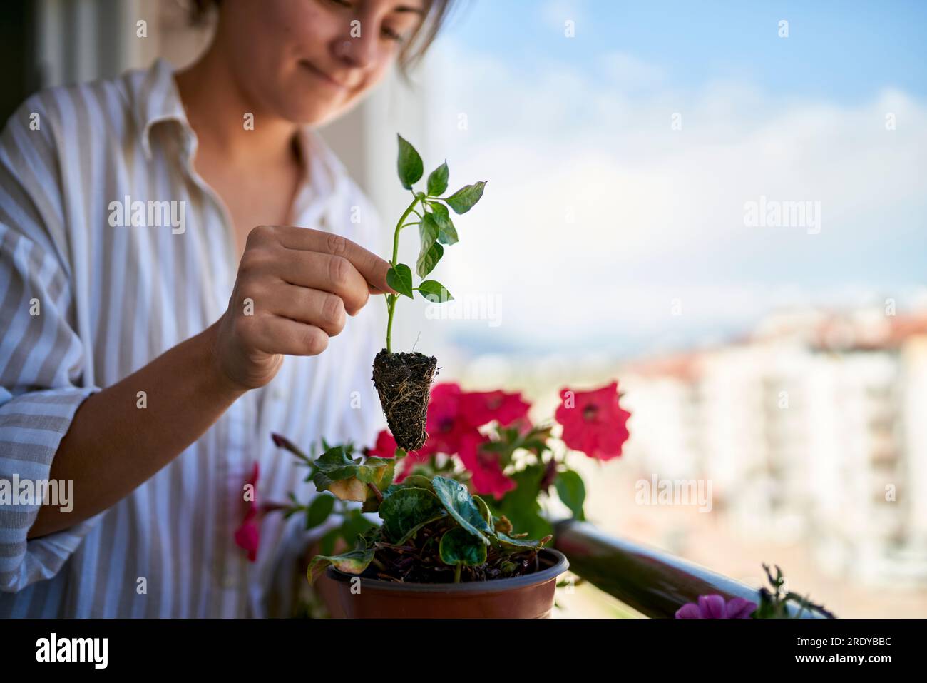 Eine Frau pflanzt Basilikumsprossen auf dem Balkon Stockfoto