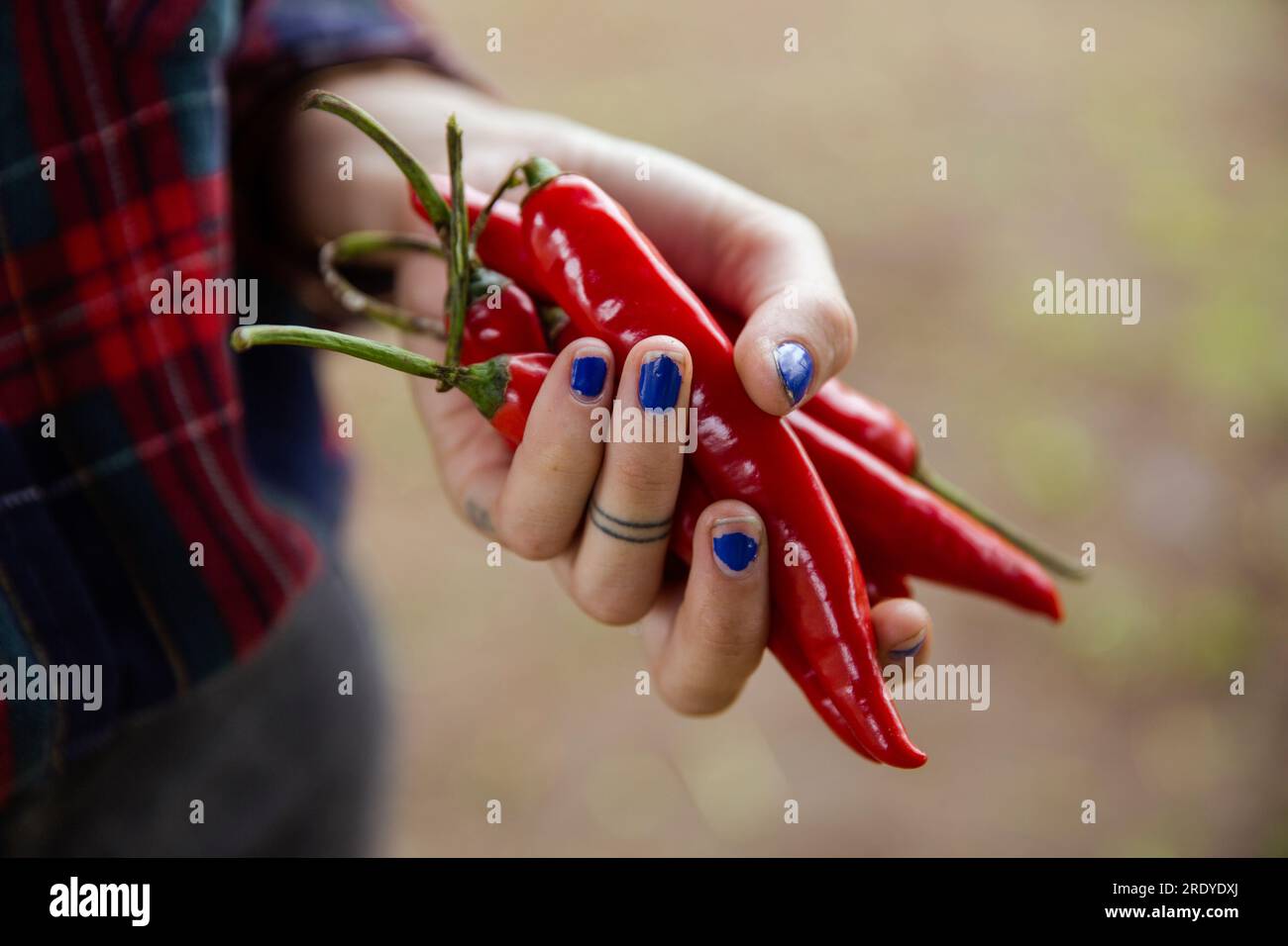 Junglandwirte mit roter Paprika in der Hand Stockfoto