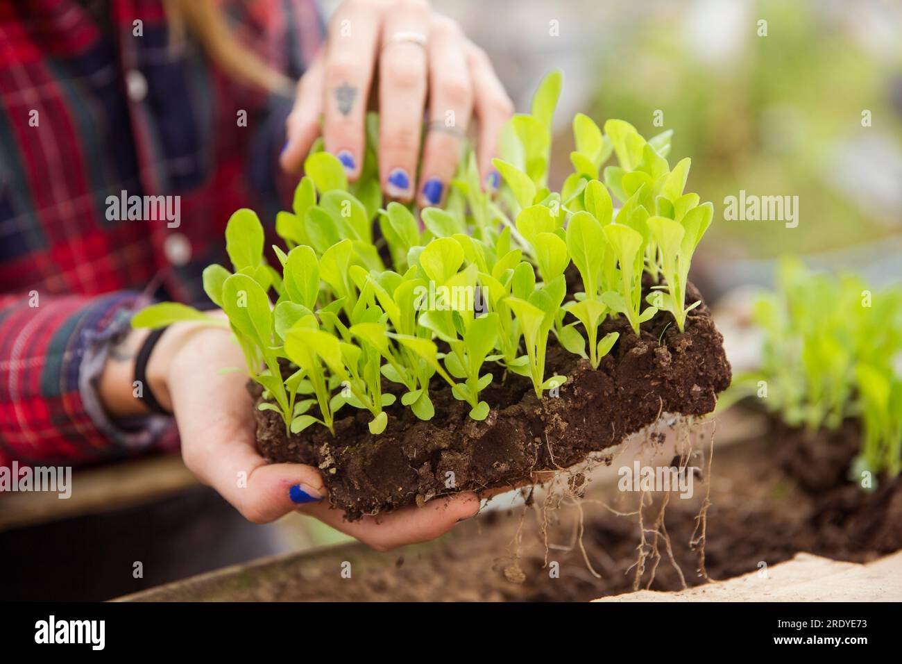 Hände von Landwirten, die Gemüsesetzlinge im Betrieb halten Stockfoto