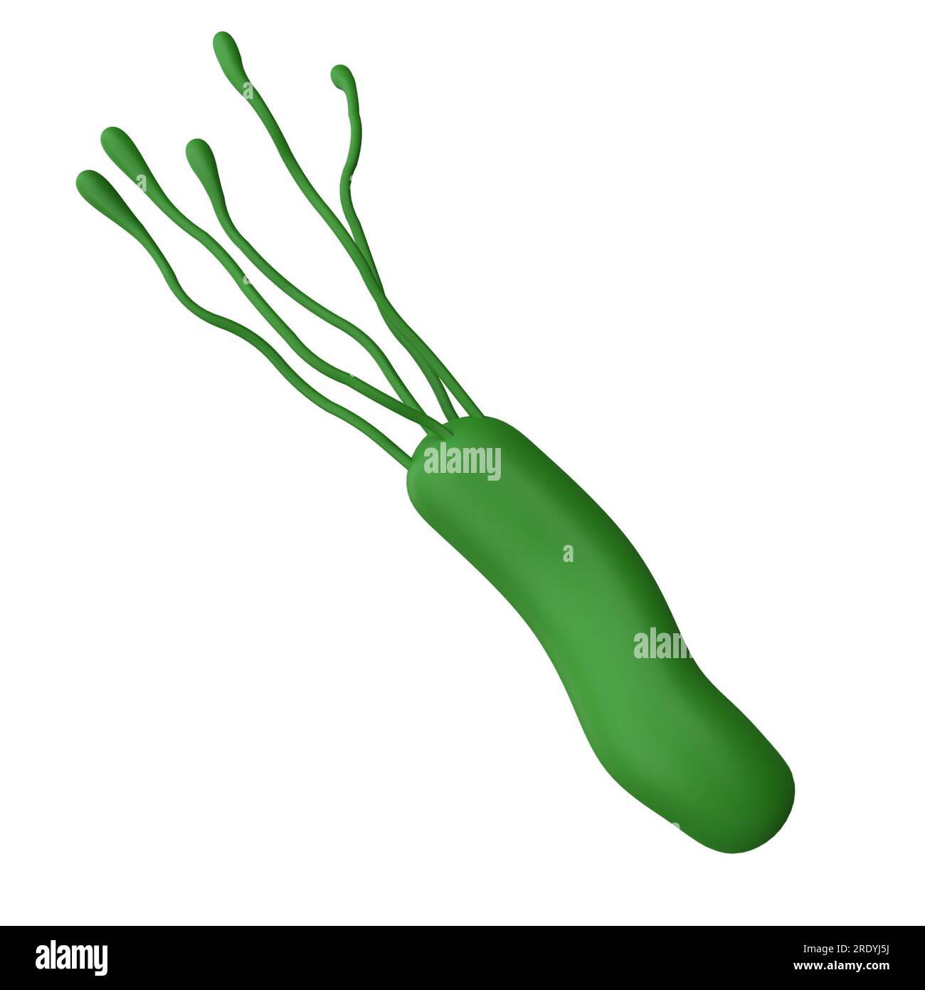 Helicobacter pylori-Bakterien 3D geben ein realistisches Medizinsymbol für Logo isoliert mit Schnittpfad. Mikrobiologische Gesundheit menschliche Illustration Stockfoto