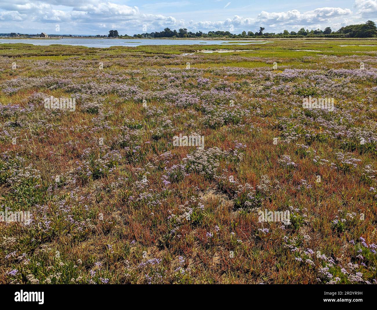 C) Denis TRASFI / MAXPPP - France, Bretagne, Morbihan, île d'Arz (à proximité de l'Île-aux-Moines) le 22 juillet 2023 - Salines (marais) avec sa végé Stockfoto