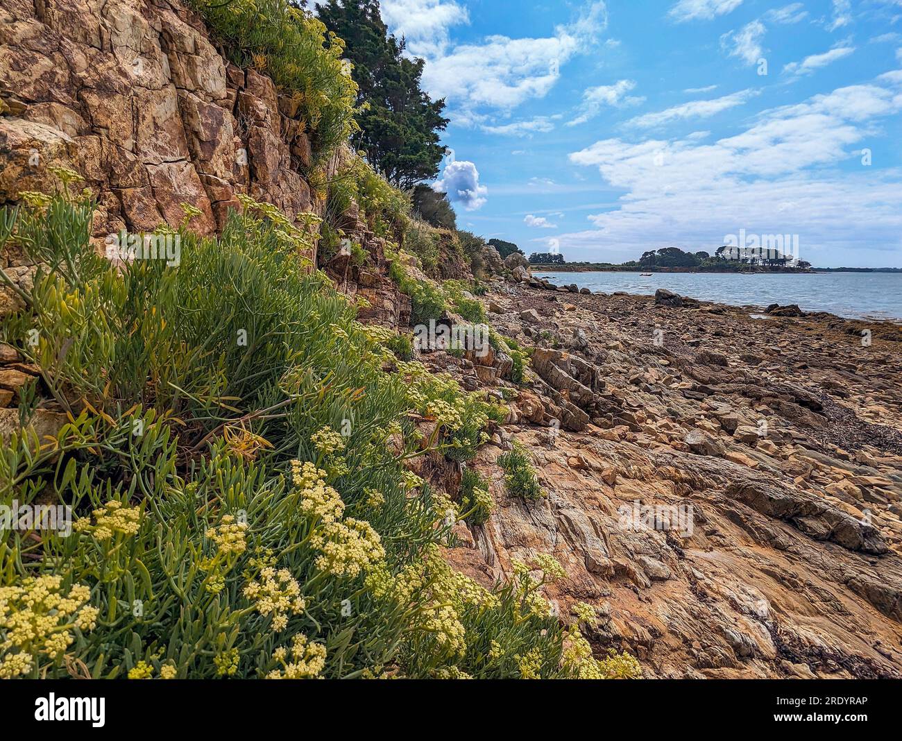 C) Denis TRASFI / MAXPPP - France, Bretagne, Morbihan, île d'Arz (à proximité de l'Île-aux-Moines) le 22 juillet 2023 - Végétation sur la Côte de la Stockfoto