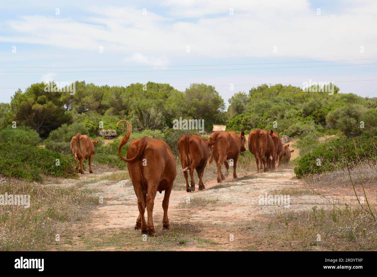 Viehzucht auf dem Land bei Ciutadella. Menorca. Balearen. Spanien Stockfoto