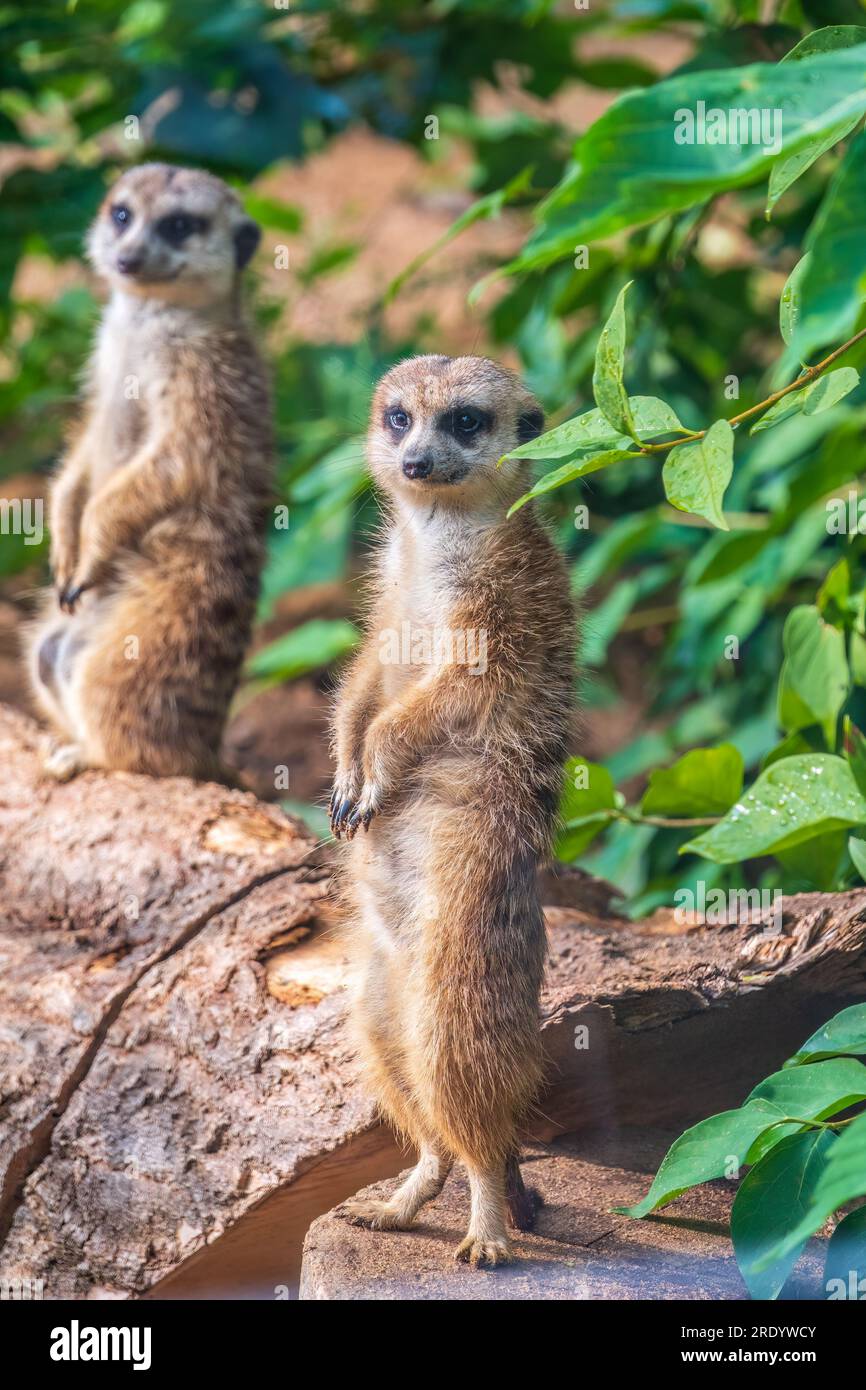 Zwei süße, neugierige Erdmännchen stehen auf ihren Hinterbeinen auf einem sandigen Hügel und schauen weg. Zwei Erdmännchen stehen auf ihren Hinterbeinen. Stockfoto Zwei süße, neugierige Erdmännchen stehen auf ihren Hinterbeinen auf einem sandigen Hügel und schauen weg. Zwei Erdmännchen stehen auf ihren Hinterbeinen. Stockfoto