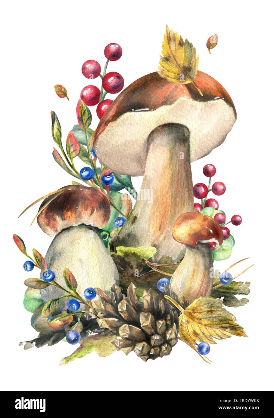 Pilze Waldbohnen mit Gras, Blaubeeren, Moos und Zapfen. Aquarell, handgezeichnet. Isolierte Komposition auf weißem Hintergrund. Stockfoto