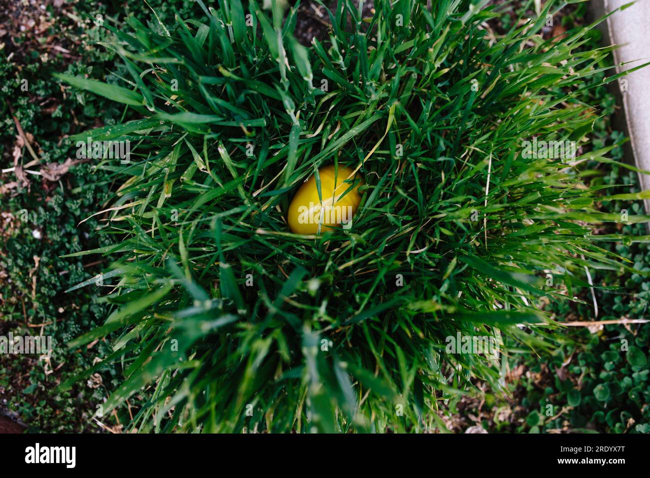 Ein gelbes osterei aus Plastik, eingebettet in ein Büschel grüner Gras Stockfoto