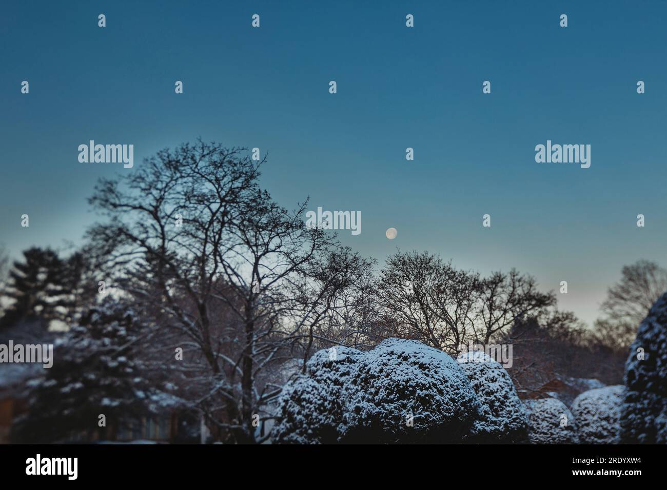 Winterszene mit Schnee auf Bäumen mit fast Vollmond am Horizont Stockfoto