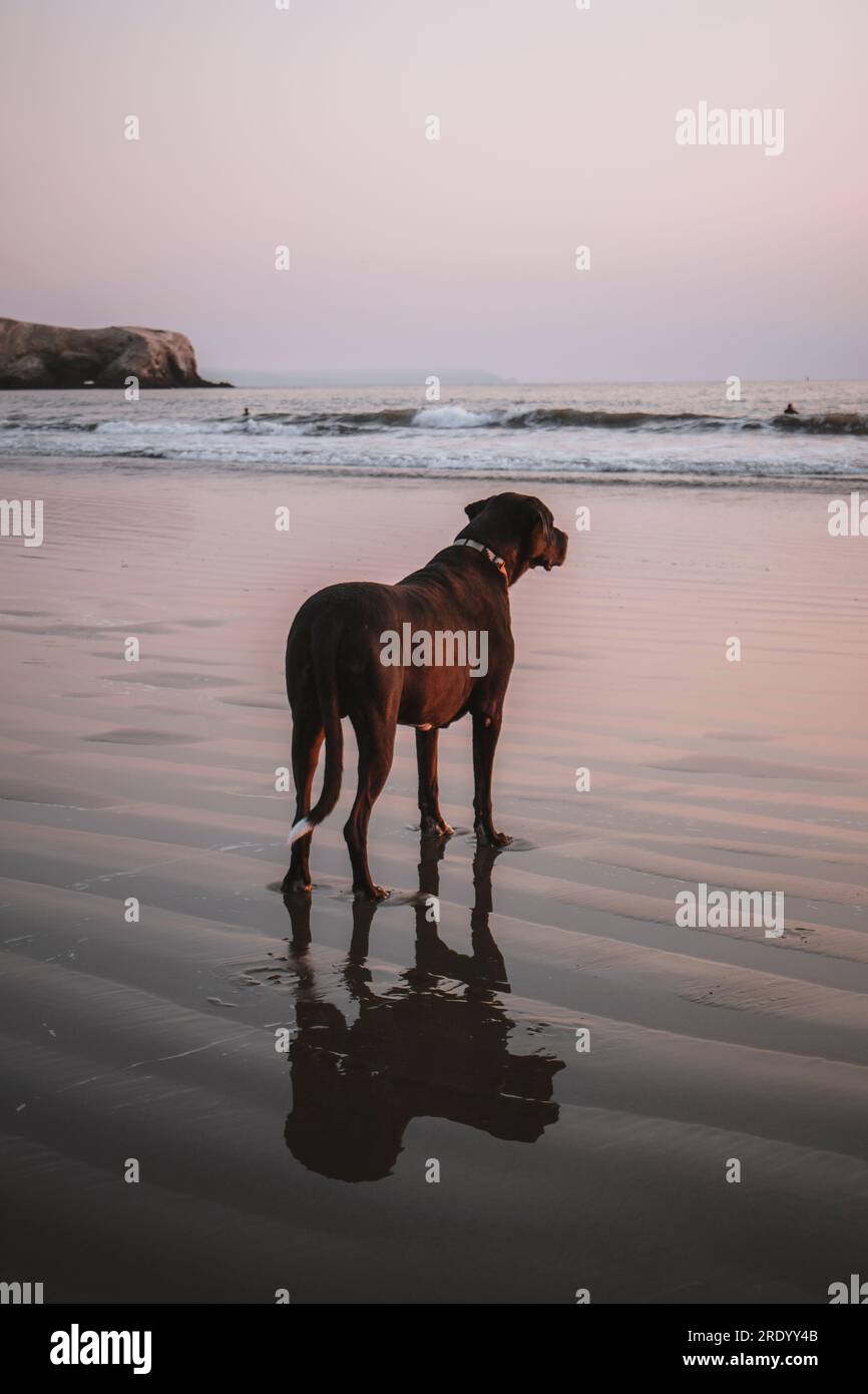 Ein großer schwarzer Hund spiegelt sich im Wasser am Strand bei Sonnenuntergang wider Stockfoto