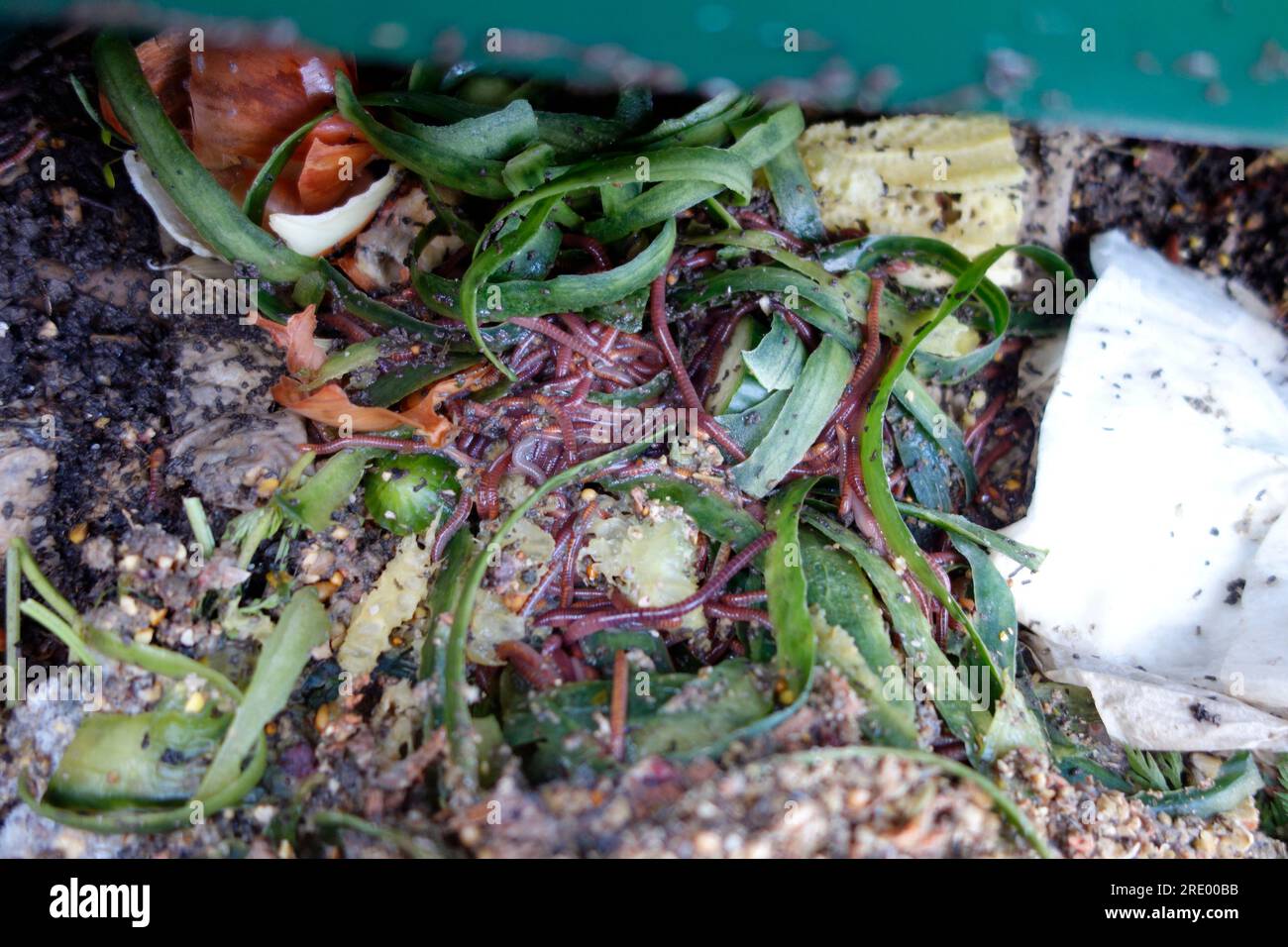 Vermicompost - Rote Wiggler-Kompost-Würmer, die mit Gemüse und Küchenabfällen gefüttert wurden Stockfoto