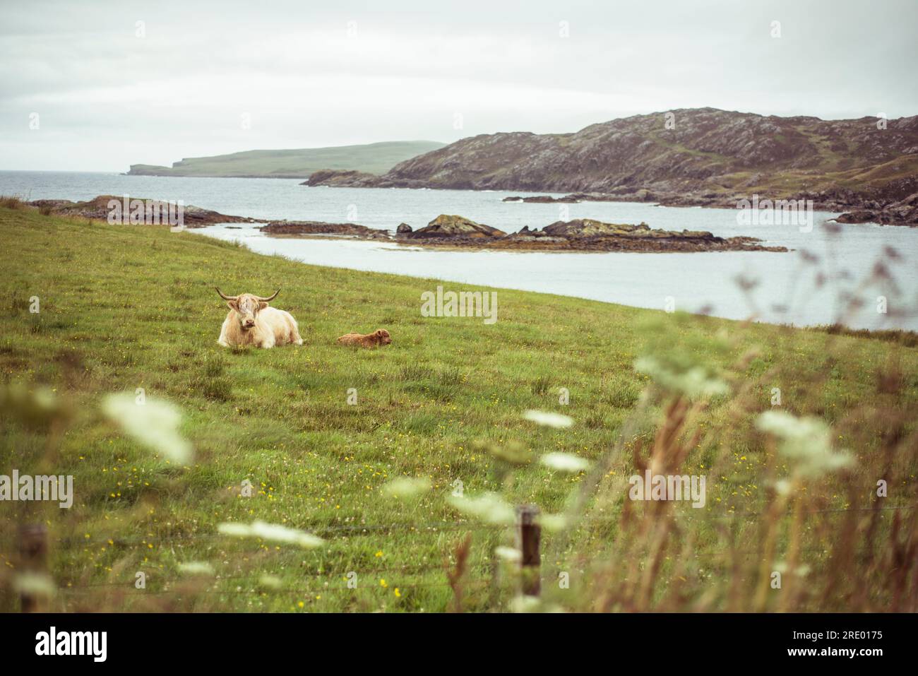 Bergkuh mit Kälberbabys schläft im Gras am Ozean in schottland Stockfoto