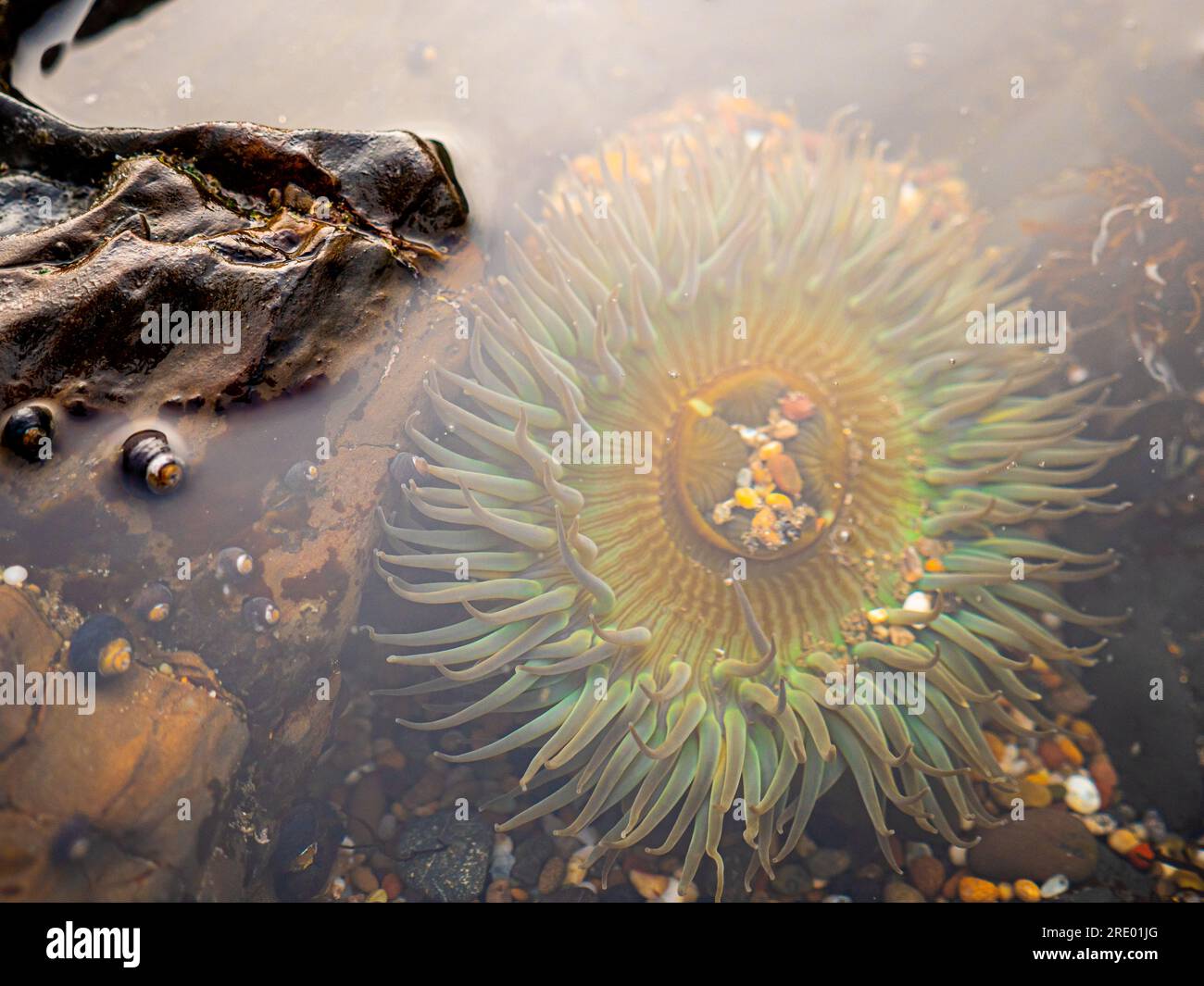 Meeranemone unter Wasser im Gezeitenbecken Stockfoto