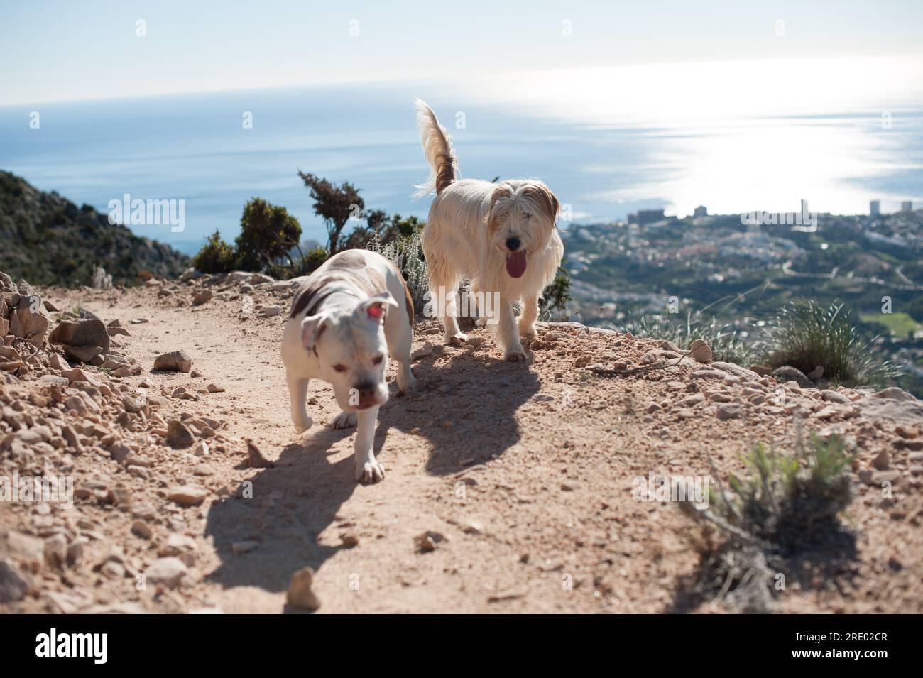 Zwei braune und weiße Hunde auf einem Hügel über der Stadt und dem Meer in Malaga Stockfoto