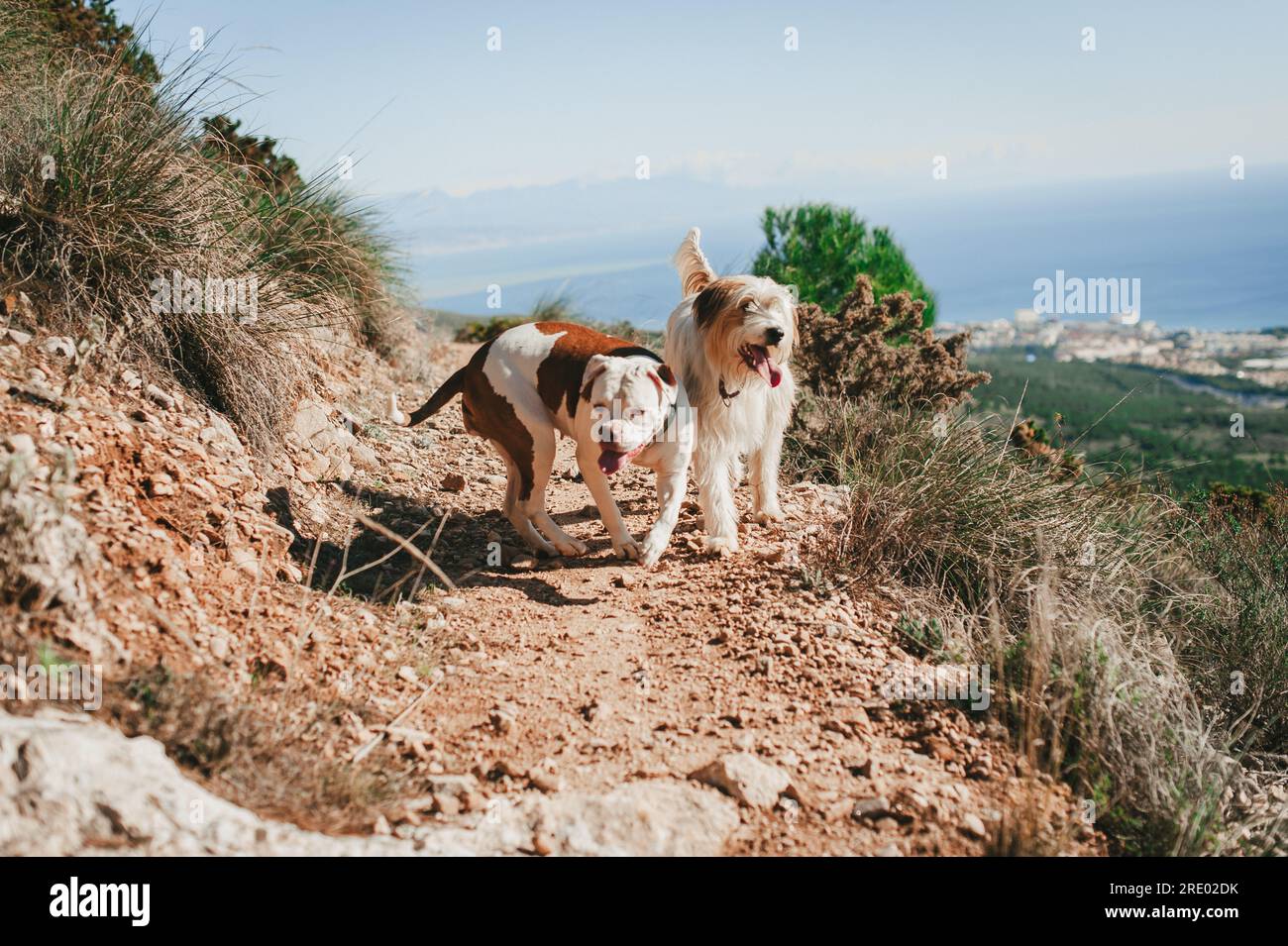 Zwei Hunde laufen auf dem Weg mit Blick auf die mittelmeerküste an sonnigen Tagen Stockfoto