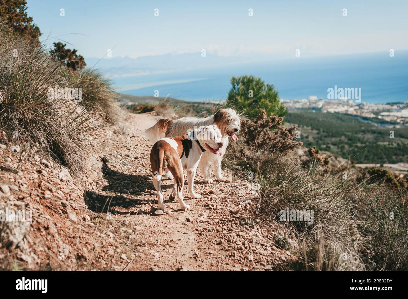 Zwei braune und weiße Hunde, die über die Klippen schauen, vor blauem Himmel und Meer Stockfoto
