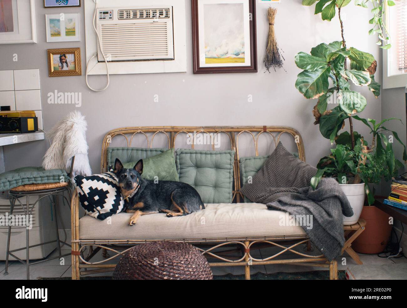 Blue Heeler Hündchen sitzt auf der Couch unter der Galeriewand im stilvollen Zuhause Stockfoto