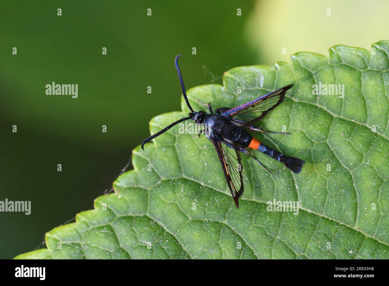 Rotgürtelmotte (Synanthedon myopaeformis), auf einem Blatt, Deutschland, Nordrhein-Westfalen Stockfoto