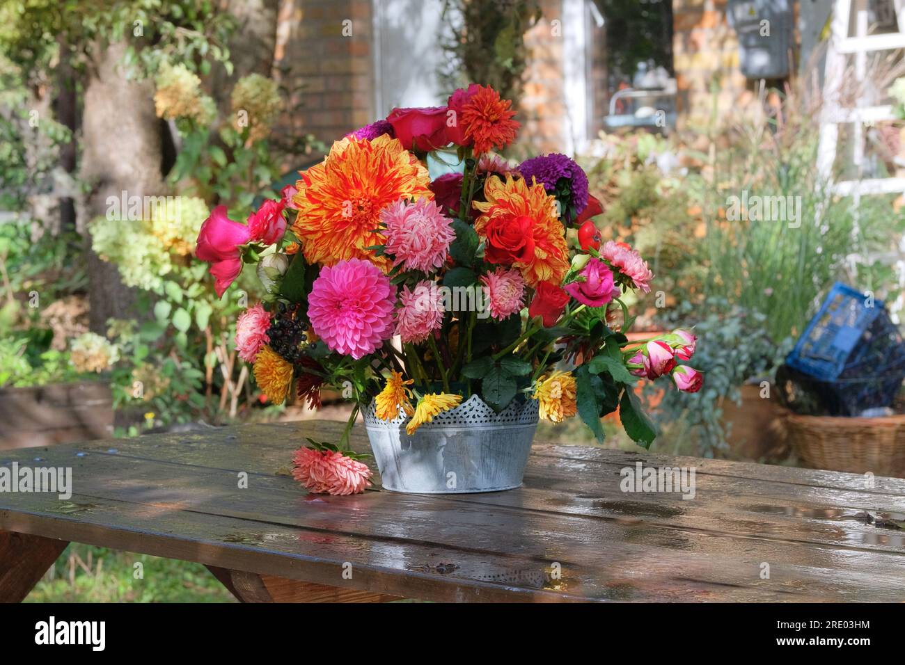 Sonniger Tag im Dorf. Rosen, Astern, Dahlien in Vase im Garten auf einem Holztisch. Veranda im Garten. Stockfoto