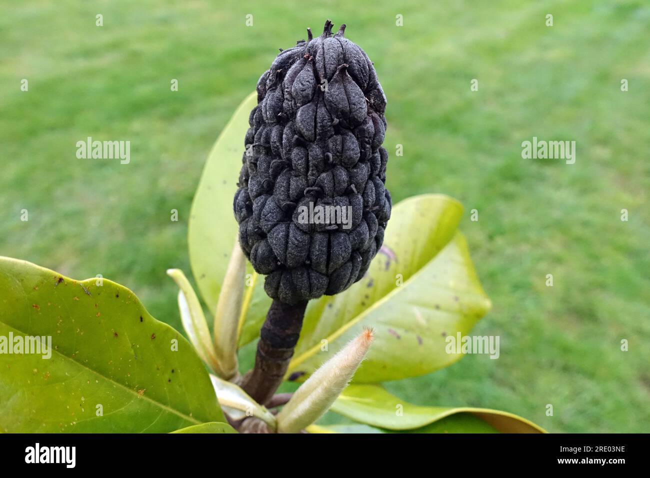 Südliche Magnolie, Bullenrochen, Evergreen Magnolia (Magnolia grandiflora), Obst, Frankreich Stockfoto