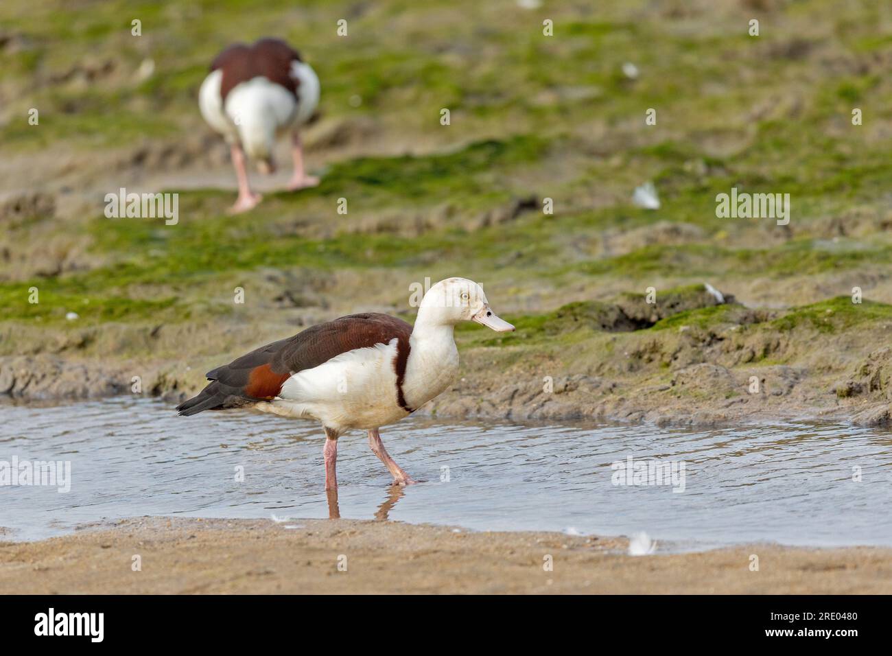 Radjah-Schutzente, Raja-Schutzente, Schwarze Schutzente, Burdekin-Ente (Radjah Radjah, Tadorna radjah), stehend im Flachwasser, Seitenansicht, Stockfoto