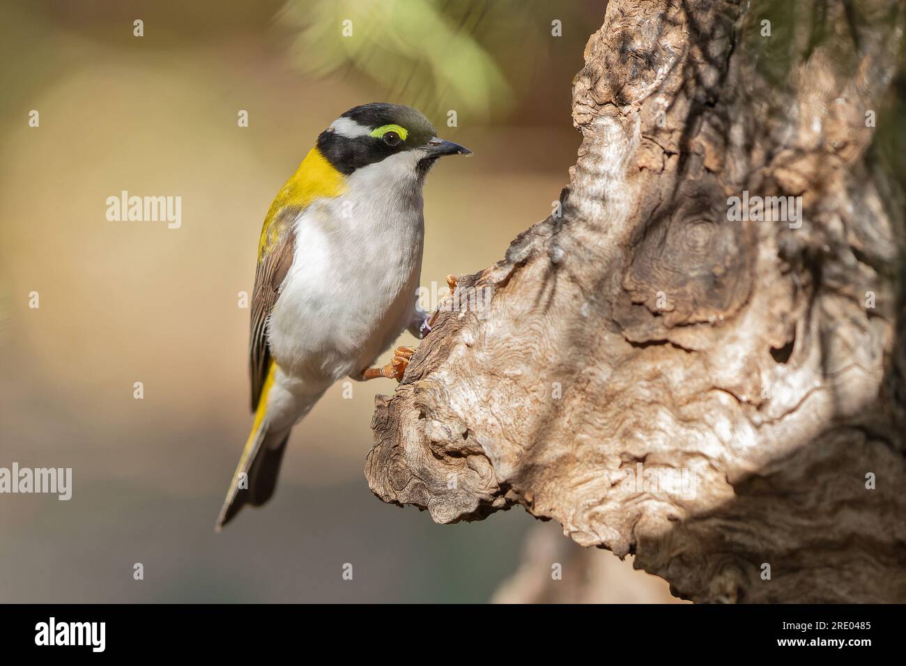 Schwarzkinniger Honigfresser (Melithreptus gularis), der auf einem Baum sitzt, Australien, Northern Territory, Alice Springs Desert Park Stockfoto