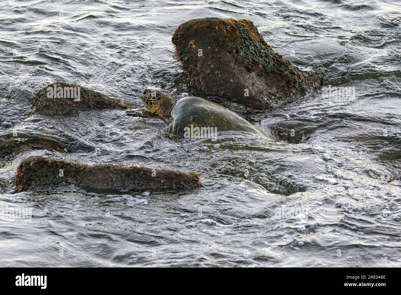 Grüne Schildkröte, Felsenschildkröte, Fleischschildkröte (Chelonia mydas), am Ufer der Brandung, Algen aus Lavafelsen essen, Seitenansicht, USA, Arizona, Maui, Kihei Stockfoto