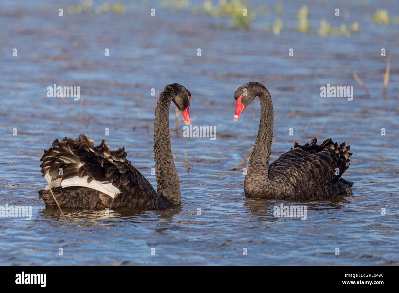 Schwarzer Schwan (Cygnus atratus), zwei schwarze Schwäne schwimmen, Australien, Südamerika, Greenfields Feuchtgebiete Stockfoto