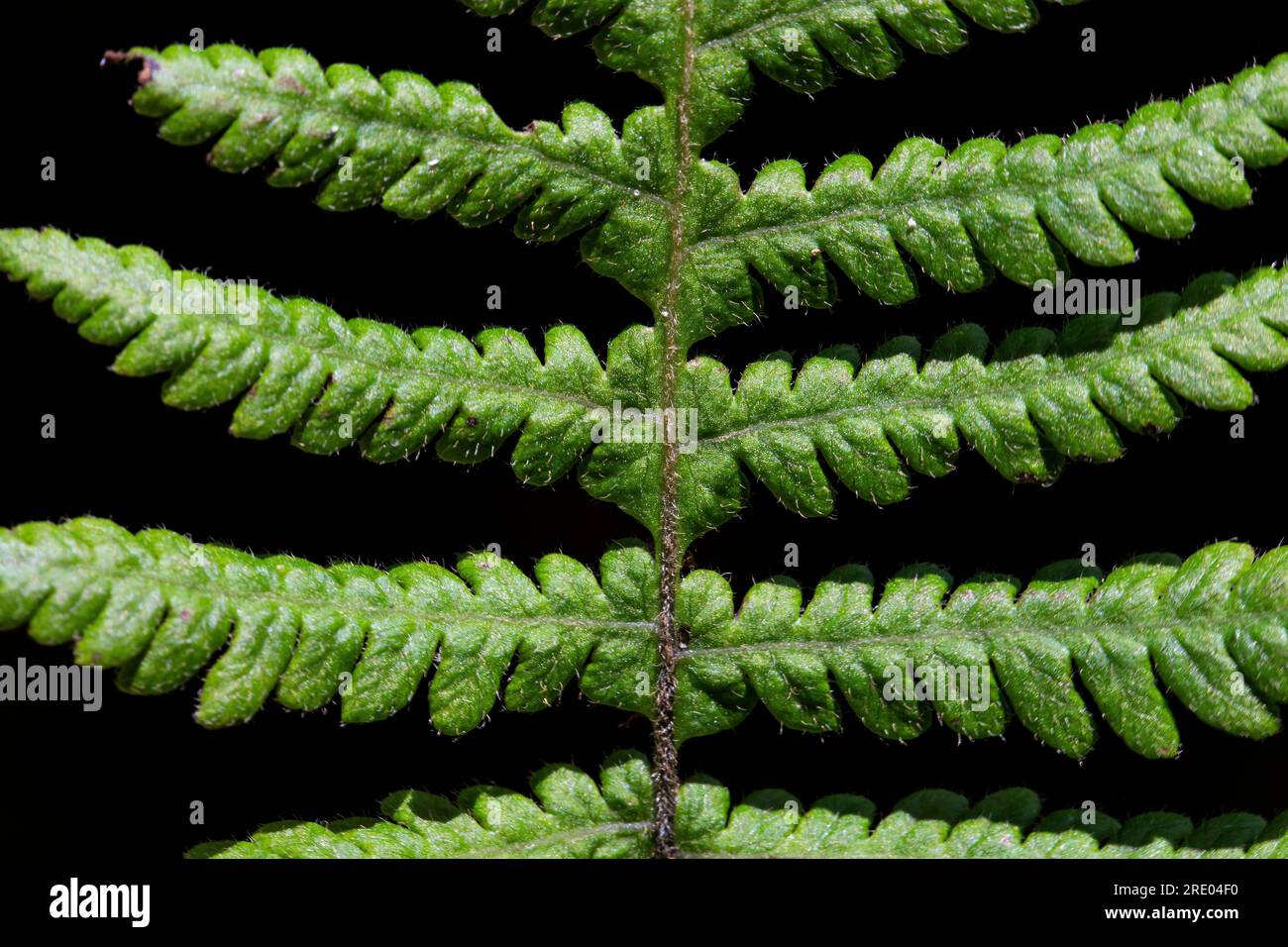 Schmaler Buchenfarn, nördlicher Buchenfarn (Phegopteris connectilis, Thelypteris phegopteris), Blatt, Detail vor schwarzem Hintergrund, Niederlande Stockfoto