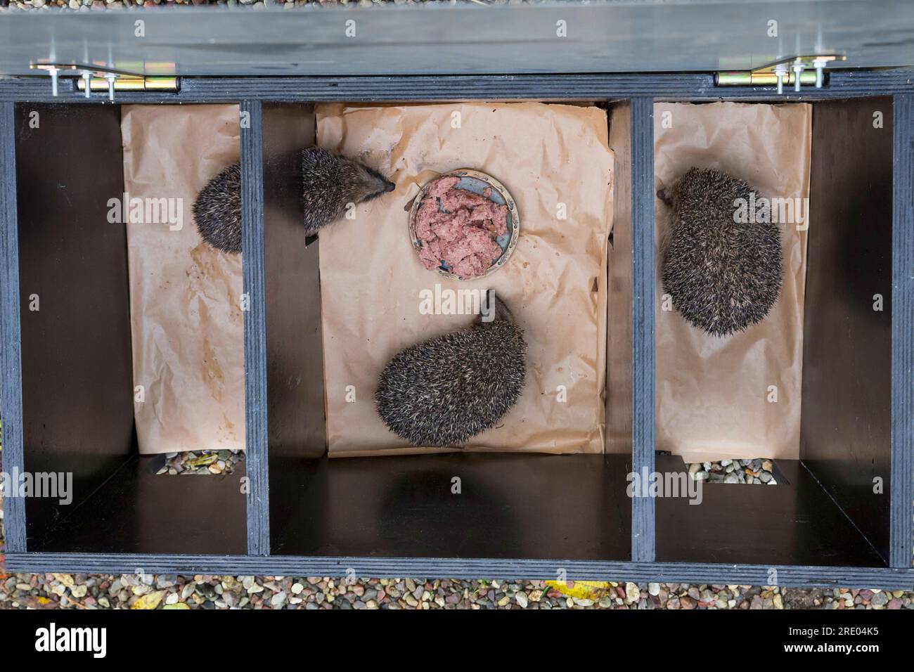 Westliche Igel, europäische Igel (Erinaceus europaeus), Igel in einem offenen Igelhaus, selbst gefertigte Kiste zum Füttern von Igeln Stockfoto