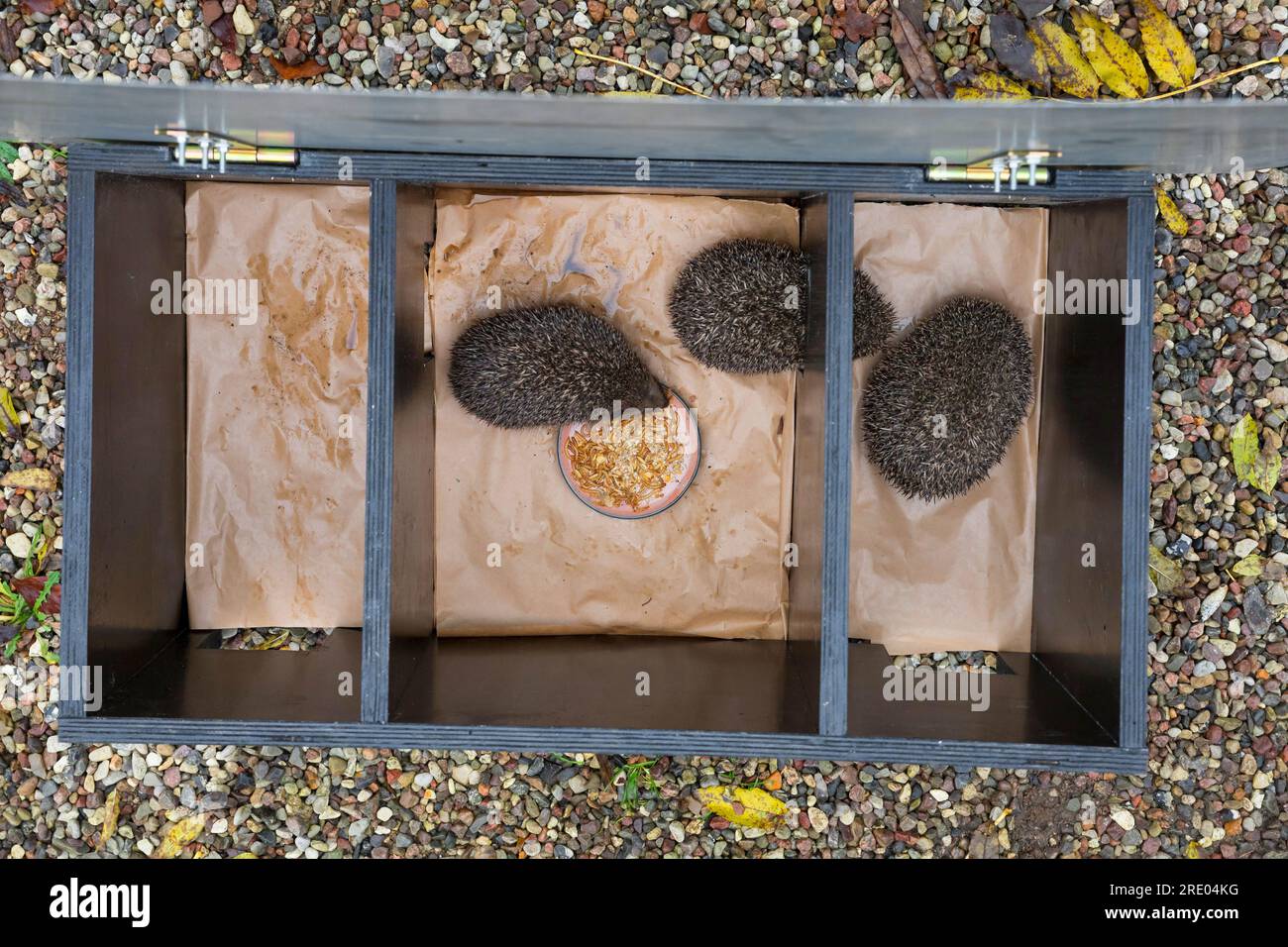 Westliche Igel, europäische Igel (Erinaceus europaeus), Igel in einem offenen Igelhaus, selbst gefertigte Kiste zum Füttern von Igeln Stockfoto