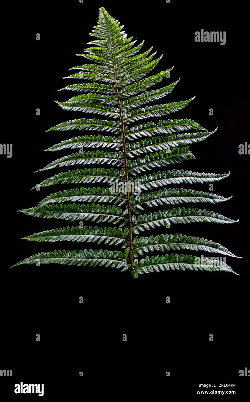 Golden Shield Fern, Scaly Male Fern (Dryopteris affinis agg.), Blatt, Detail vor schwarzem Hintergrund, Niederlande Stockfoto